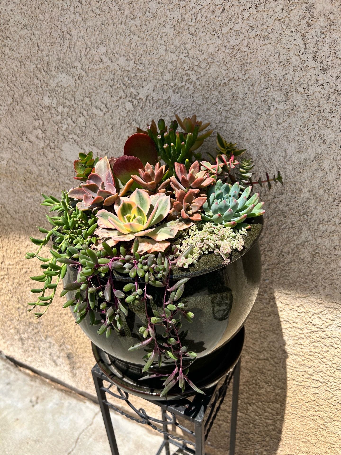 Succulents arrangements, arreglos de suculentas