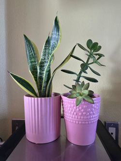 Sansevieria trifasciata, Jade.....