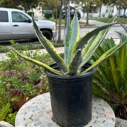 American Century Plant... 18 Inches Of Growth