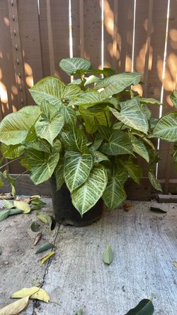 Arrowhead plant