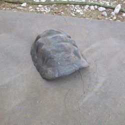 Turtle Basking Shell