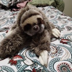 Cute Sloth