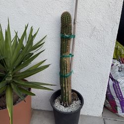 Trichocereus shaferi (Echinopsis shaferi)