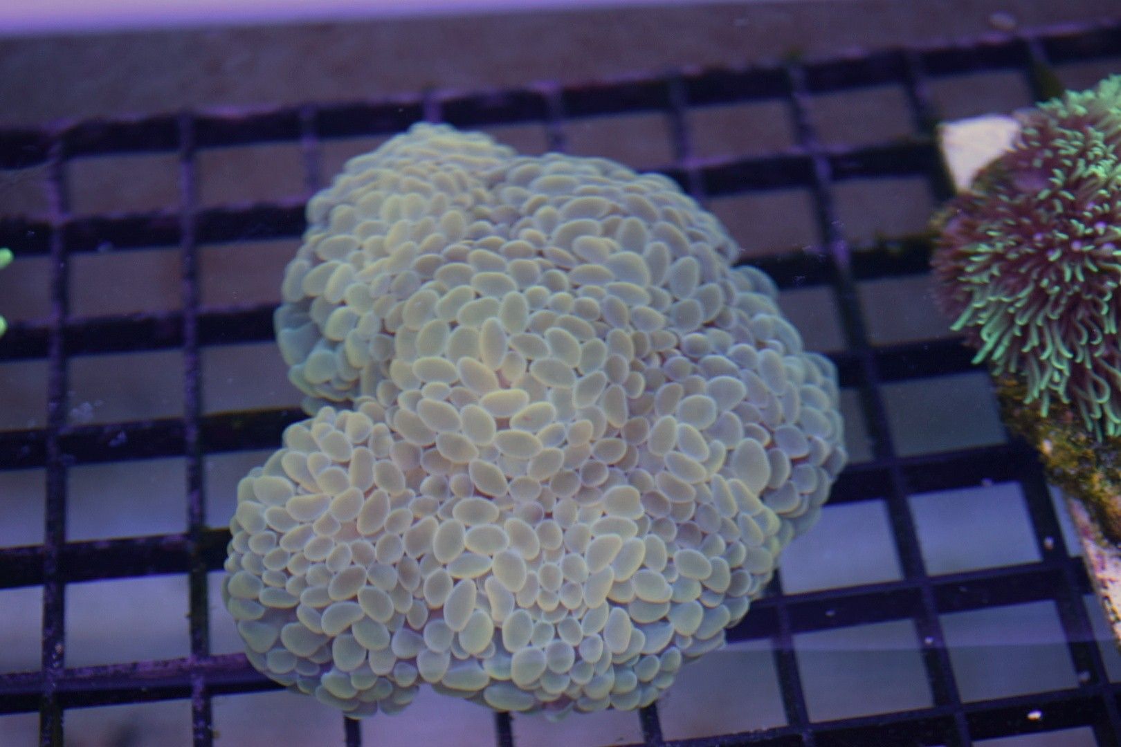 Golden Hammer Coral Colony