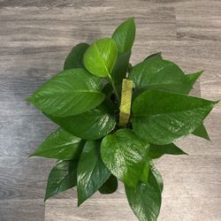 Golden Pothos (large Leaves, And Large Pot With Wood Stand)