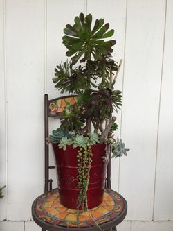 Beautiful arrangement of succulent plants very easy to maintain