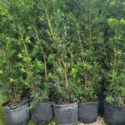 Spectacular Podocarpus Plants For Inmediate Privacy!!! 6 Feet Tall!  Fertilized 
