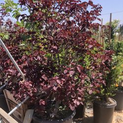 Euphorbia Copper Tree 24”box