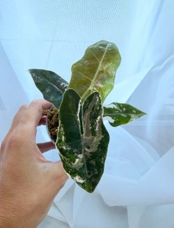 Alocasia Sanderiana Albo