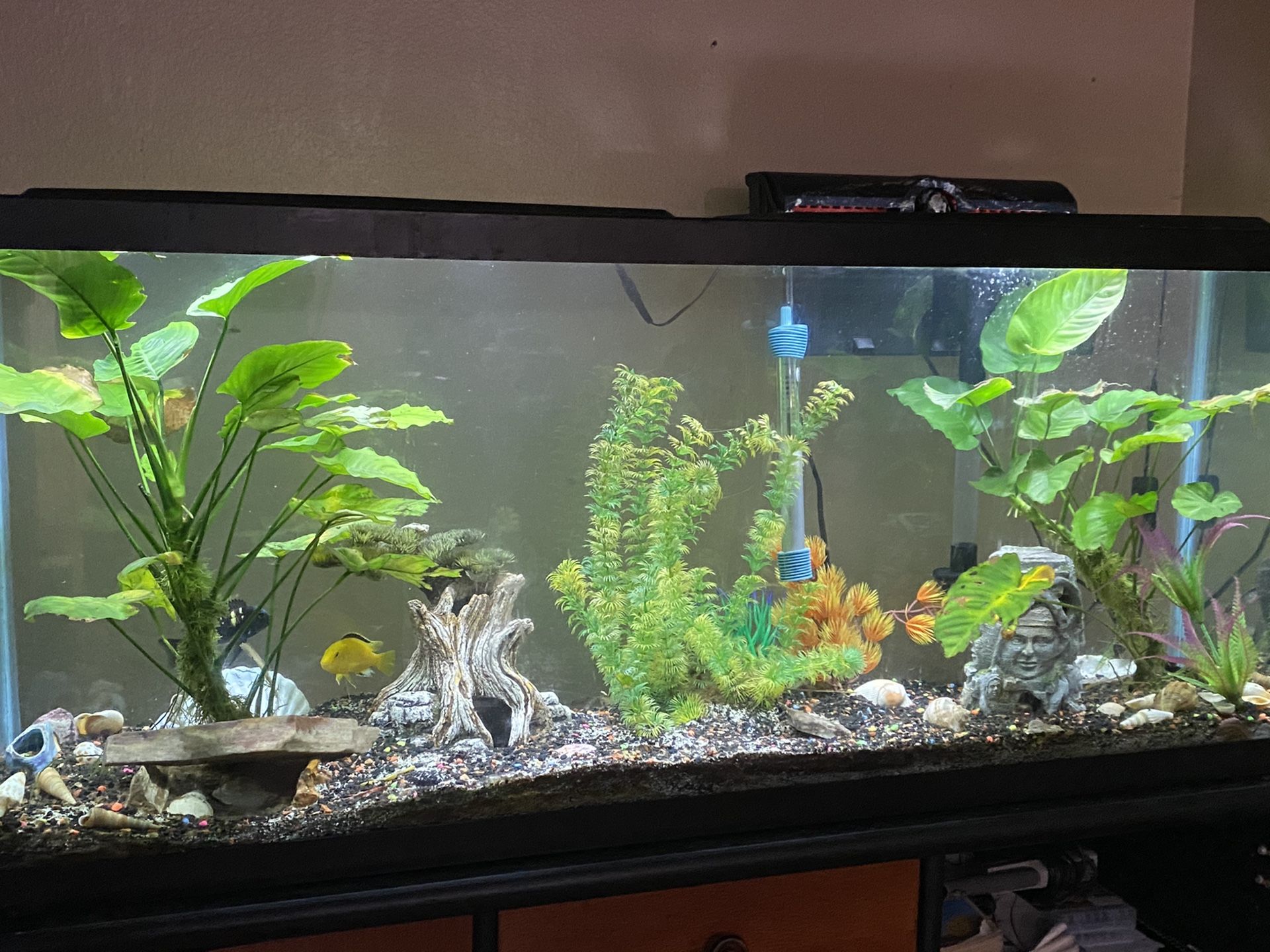 Fish tank 100 Gallon NO STAND