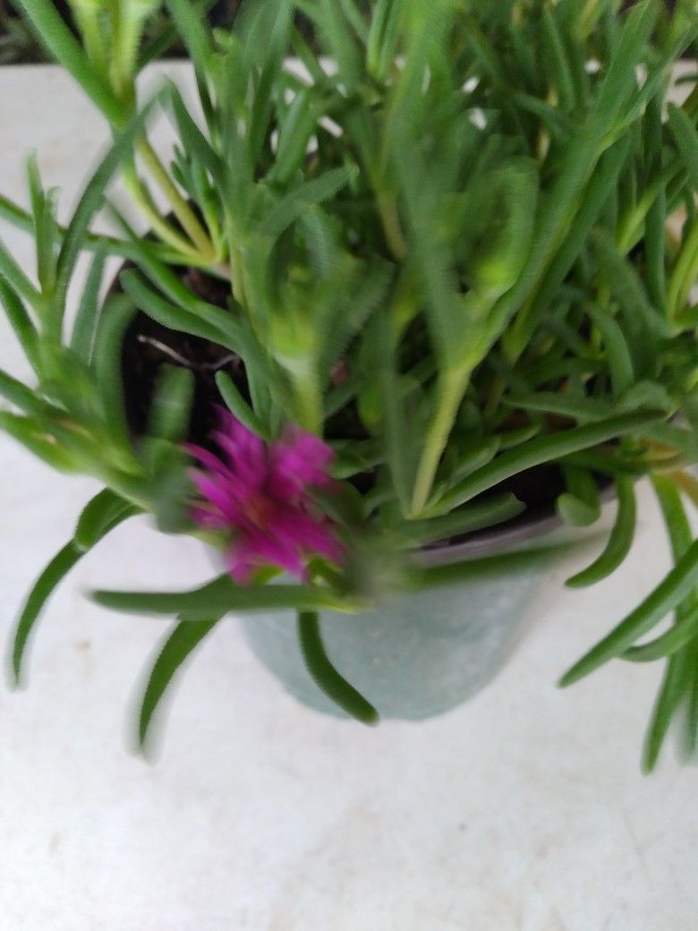 planta