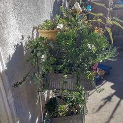Hanging Succulent Gardens