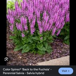 2 Violet Riot And 2 Back To The Fuchsia Salvias