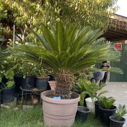 sago plants $170 each we have two