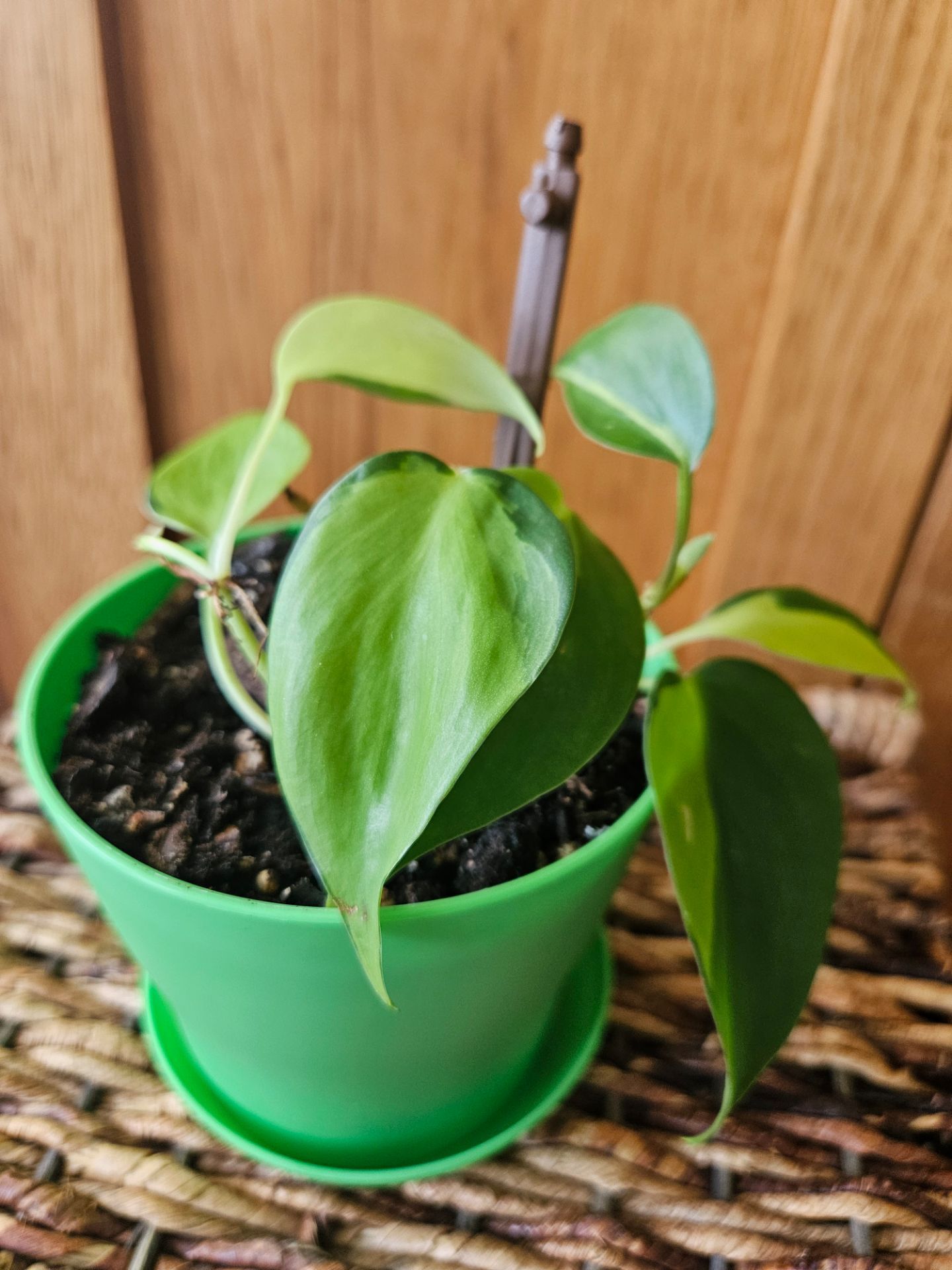 Philodendron "Brasil" (Green pot-B)