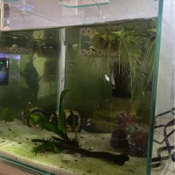 Aquarium Fry