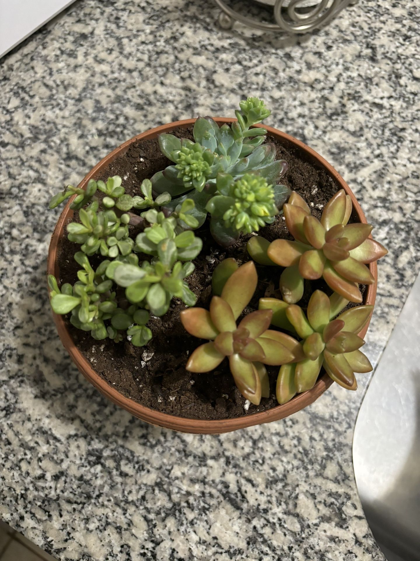Succulent Bunch With Vase 