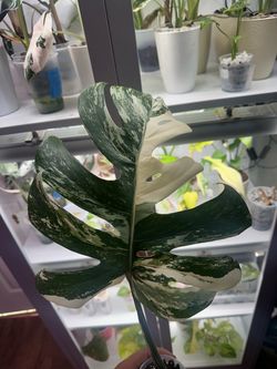 Monstera Albo