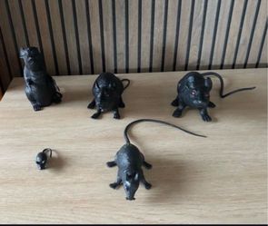 Rats