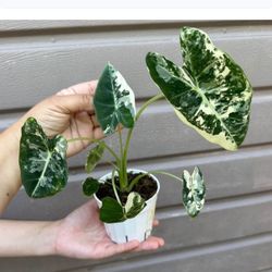 4” Variegated Alocasi Frydek Very Pretty