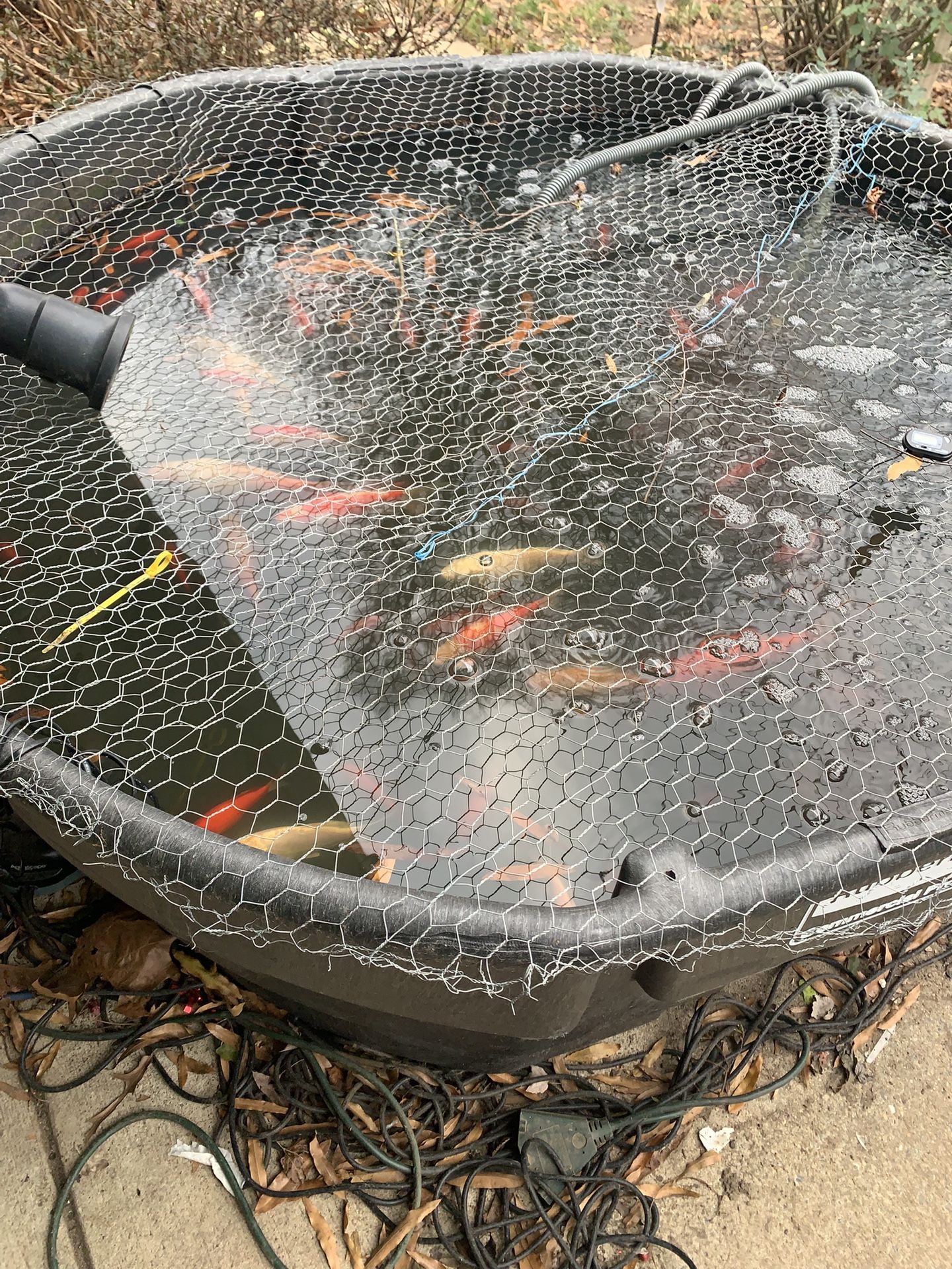 Big Fish Pond