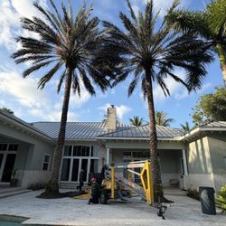 Palm And Tree Trimming 
