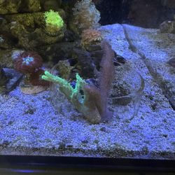 Green and pink leather fake reef