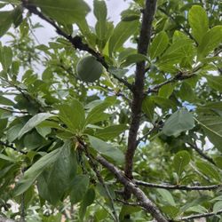 Plum, Peach, Guava, Fig, Papaya, Pepper