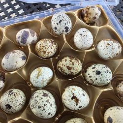 Quales Eggs for SALE. FERTILIZED. $9 for 18.