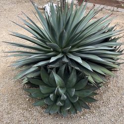 Agave 