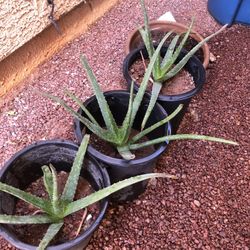 Aloe Vera Plants / Succulent