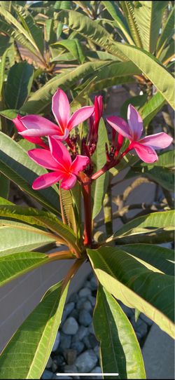 Plumeria cuttings