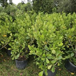 huge clusias $20 each  or $15 over 40 qty