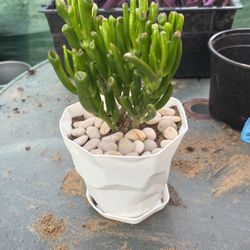 Crassula Ovata Gollum Shrek’s Ears Plant Succulent 