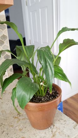 White Premium Sympathy Peace Lily - Indoor Plants House