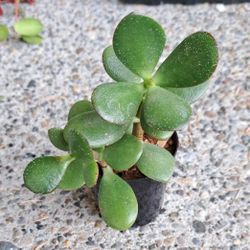 Jade Plants (x5)