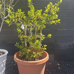 Outdoor Potted Plant with Trellis – Great for Patio or Garden 🌿