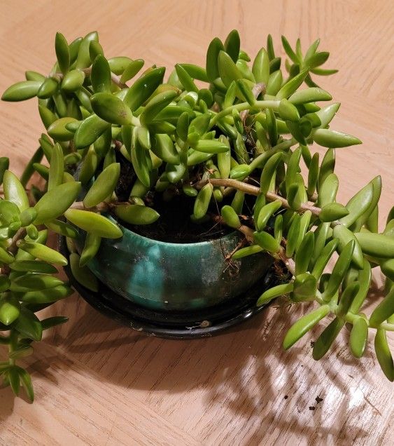 HEALTHY SEDUM SUCCULENT PLANT IN A CERAMIC 6"ROUND POT NEEDS A NEW HOME