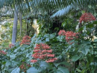 These Are Different Plants I’m Selling And Customers Have Been Asking Question Are Different Pics 