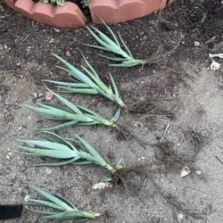 Aloe Vera Big Rooted 12” Tall Healthy And Bundle Of 5