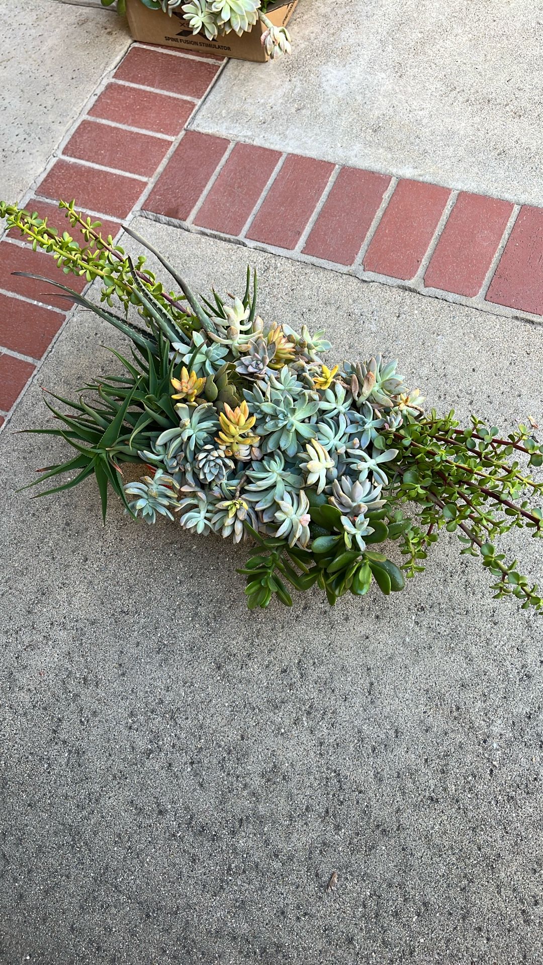 Box of fresh succulents