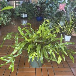 Kangaroo Fern plant 6”