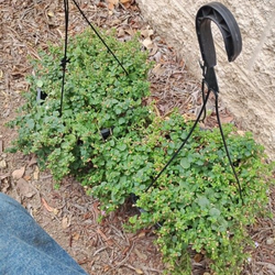 Awesome deal for this set of two beautiful plants