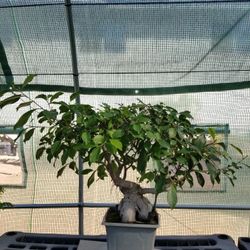 Ginseng Ficus Pre Bonsai