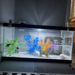 Fish Tank