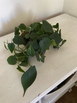 Flourishing Devil’s Ivy Plant in Glass Bowel