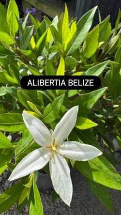 🤍 Alibertia Belize (White Bloom)