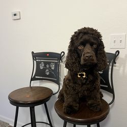 Bar Stools