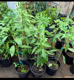 Chiltepin plans $15 Each Price Firm