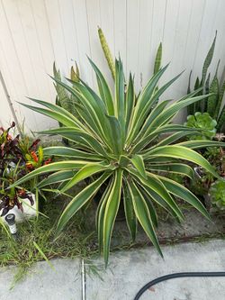 Yellow/Green Agave